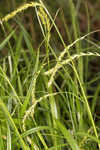 European woodland sedge